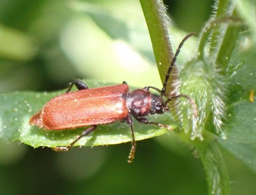 Pyrrhidium sanguineum